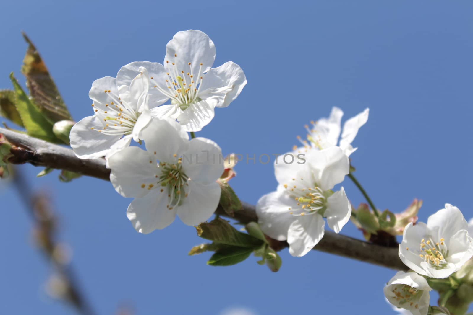 cherry blossoms in the spring by martina_unbehauen