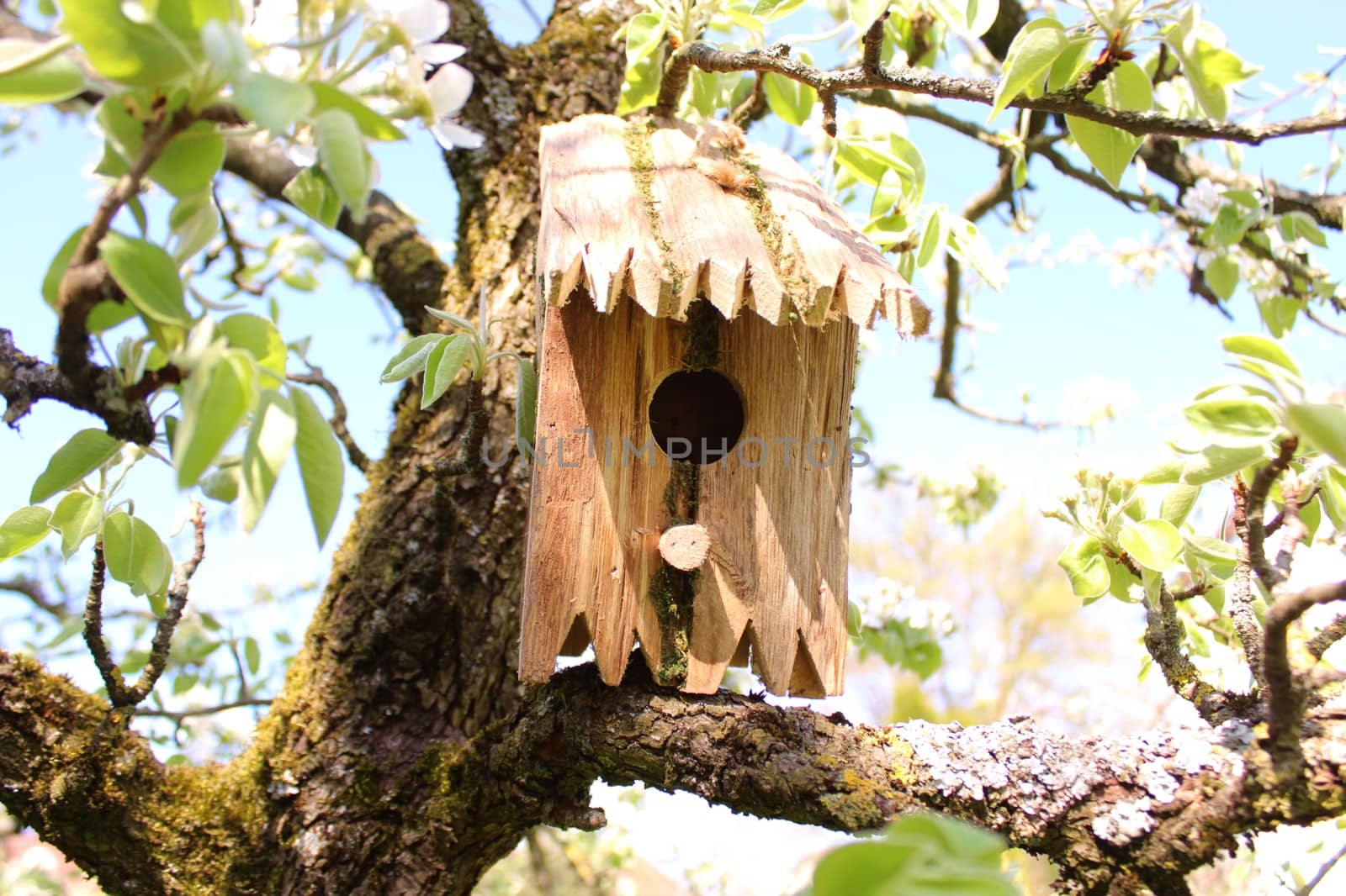 bird house in the cherry tree by martina_unbehauen