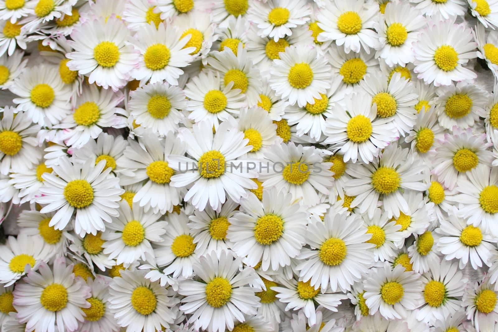 The picture shows a background with many daisy flowers.