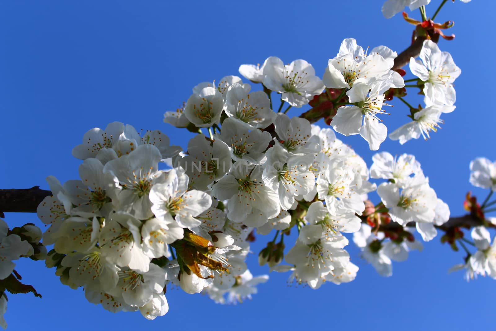 The picture shows cherry blossoms in the spring.