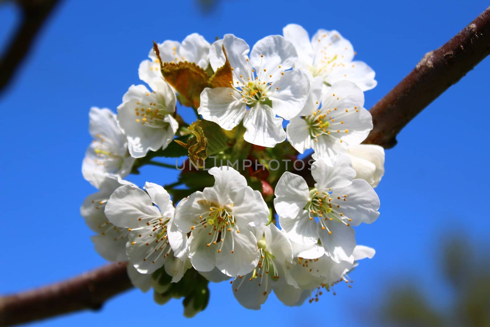 cherry blossoms in the spring by martina_unbehauen