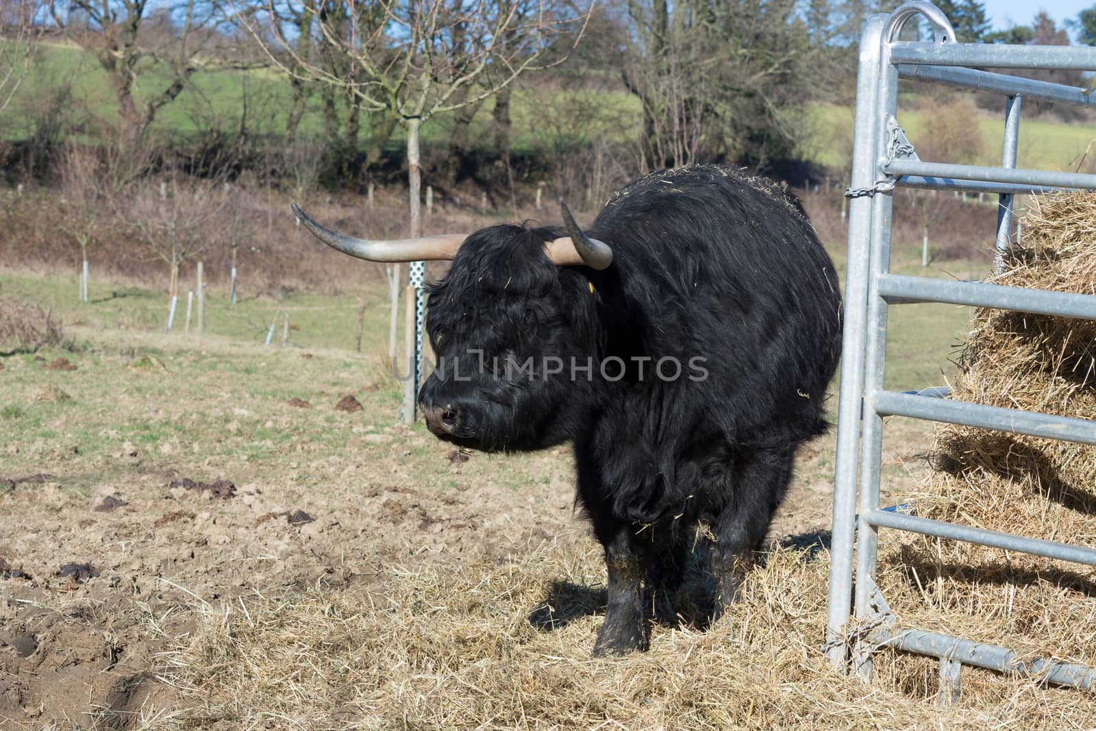   Portrait of a red Scottish highland cattle, sticking out his tongue, cow with long wavy hair and long horns