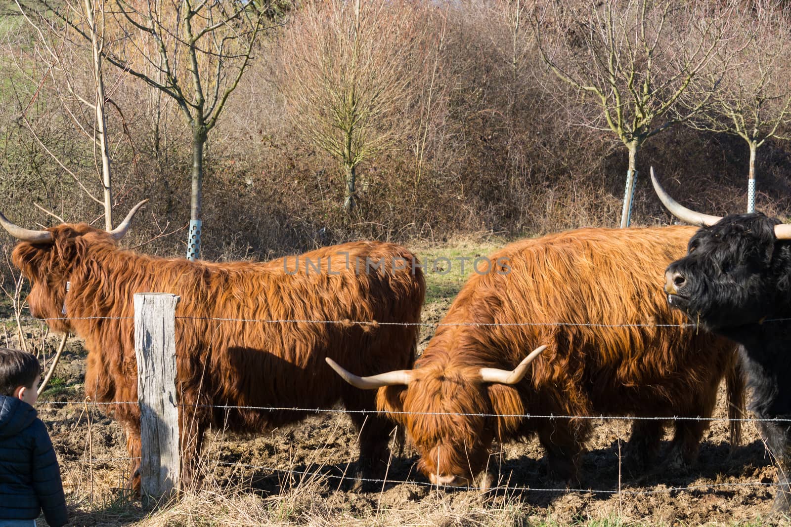 Scottish highland cow by JFsPic