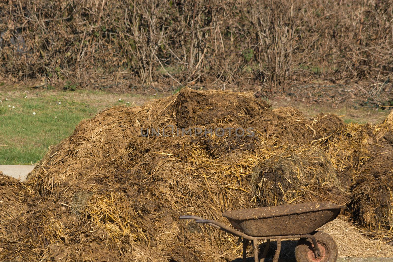 Pile of stinking dung. Manure heap on a farmhouse in Germany
