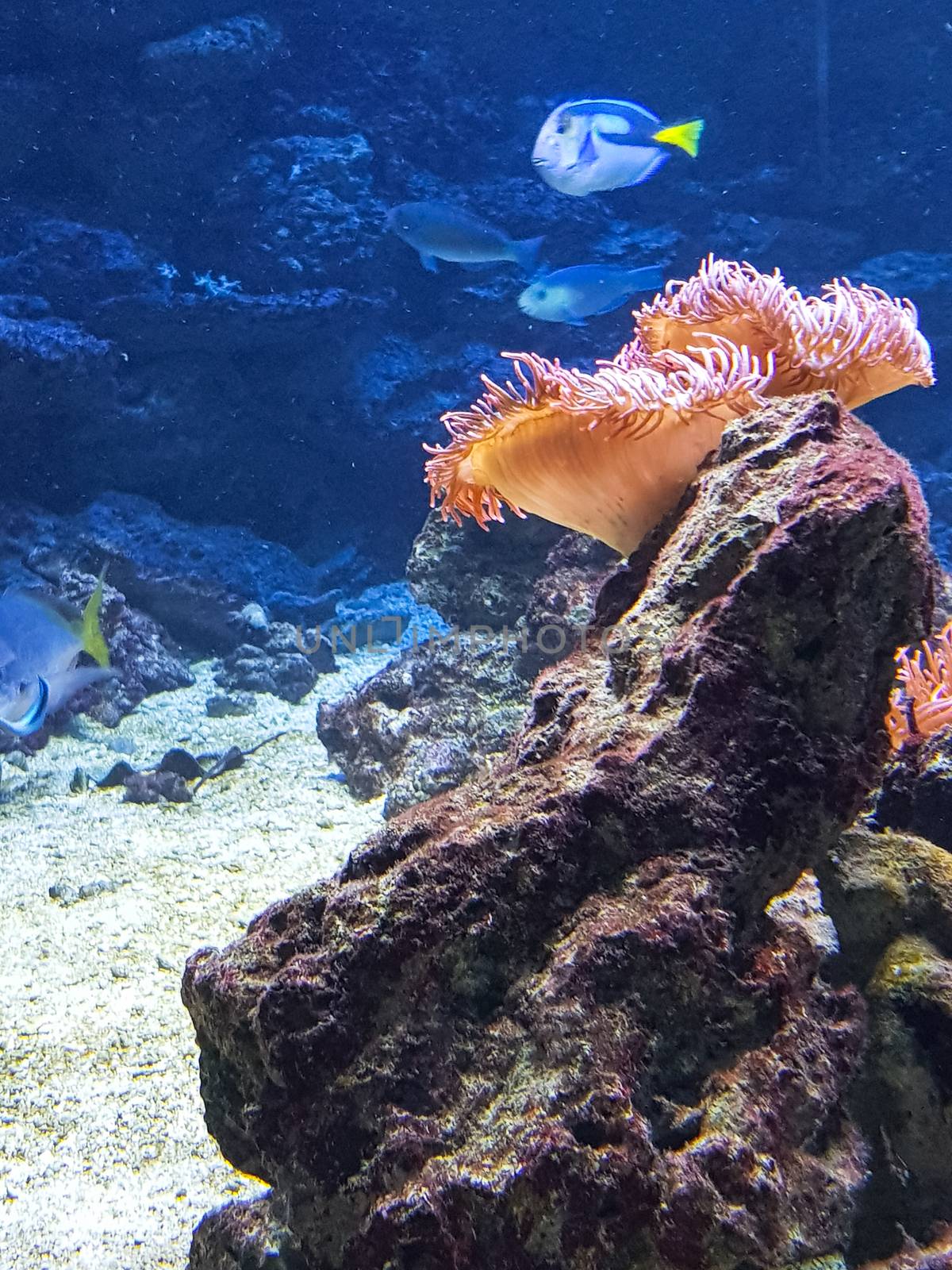 Underwater landscape in the sea with exotic fish and coral reefs.