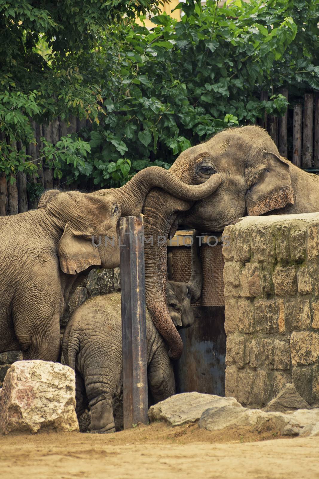 Separated family of elephants hugging each other by Mendelex