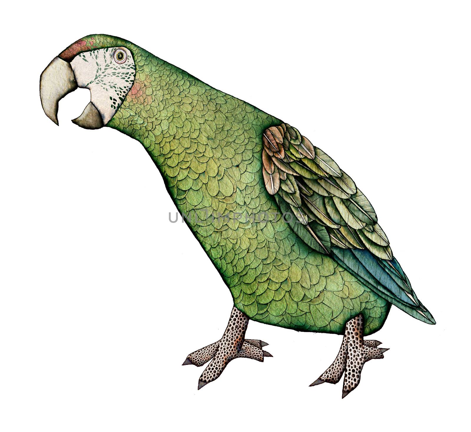 Macaw, milatary green color artistic illustration