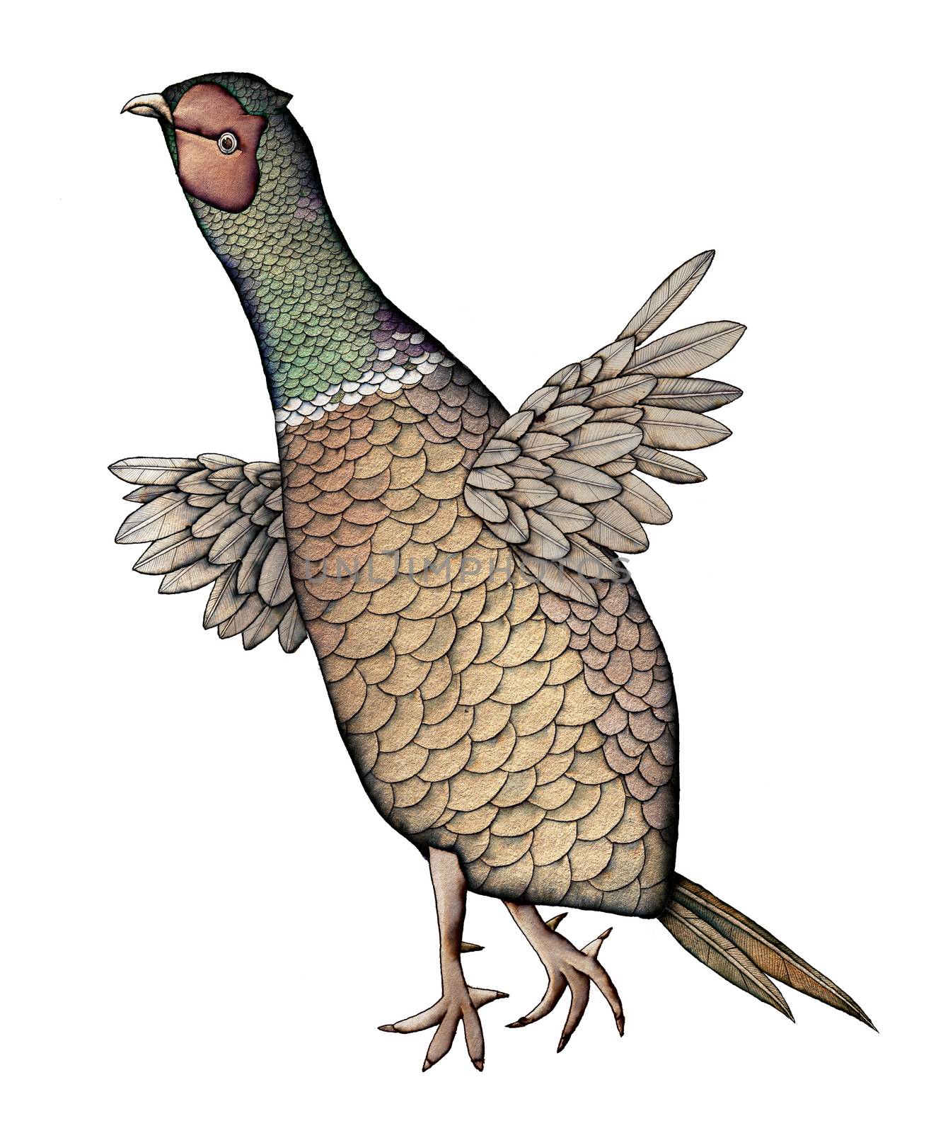 Pheasant, Walking, artistic colored Illustration