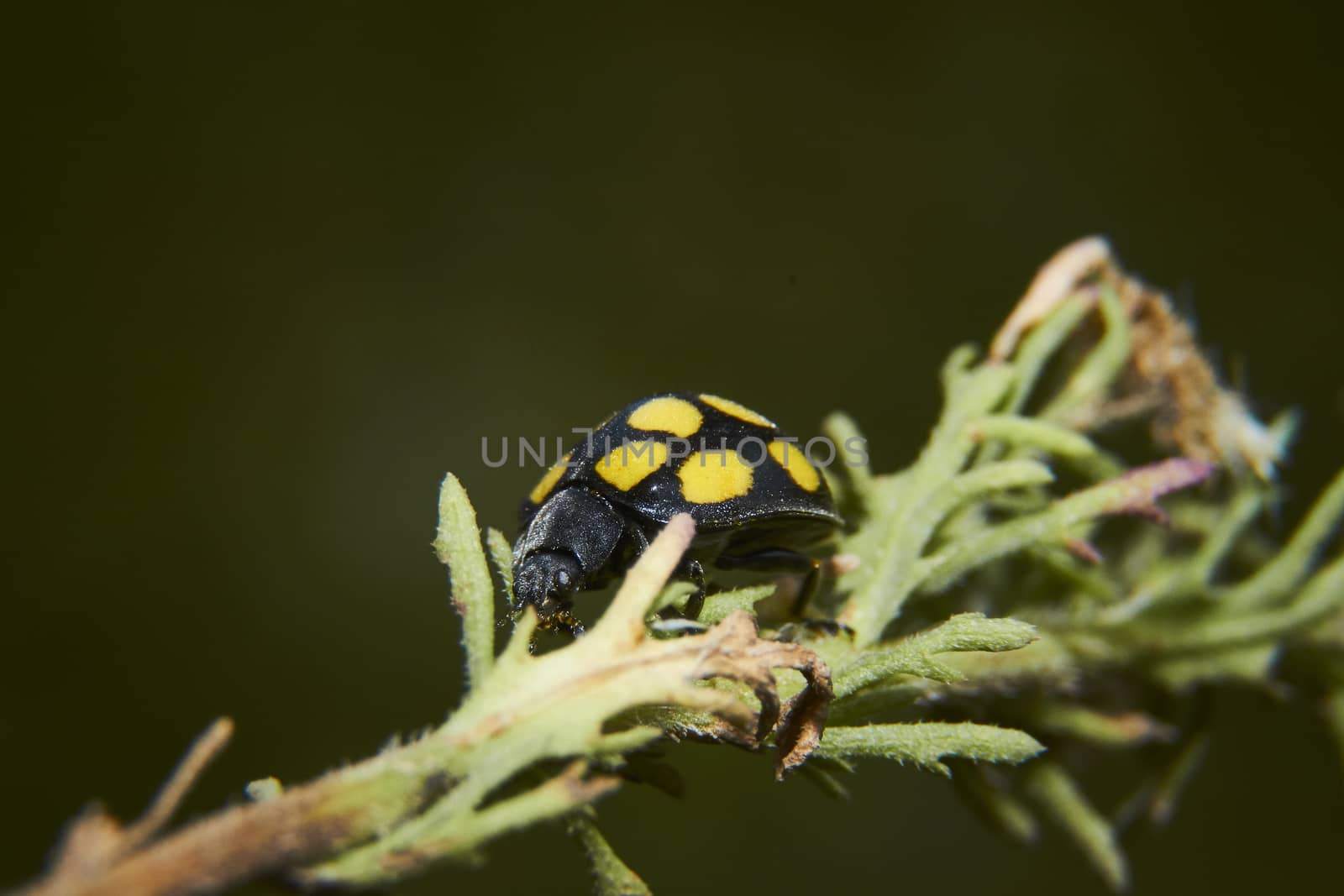 insect in nature takes macro with flowers at sunrise from the garden