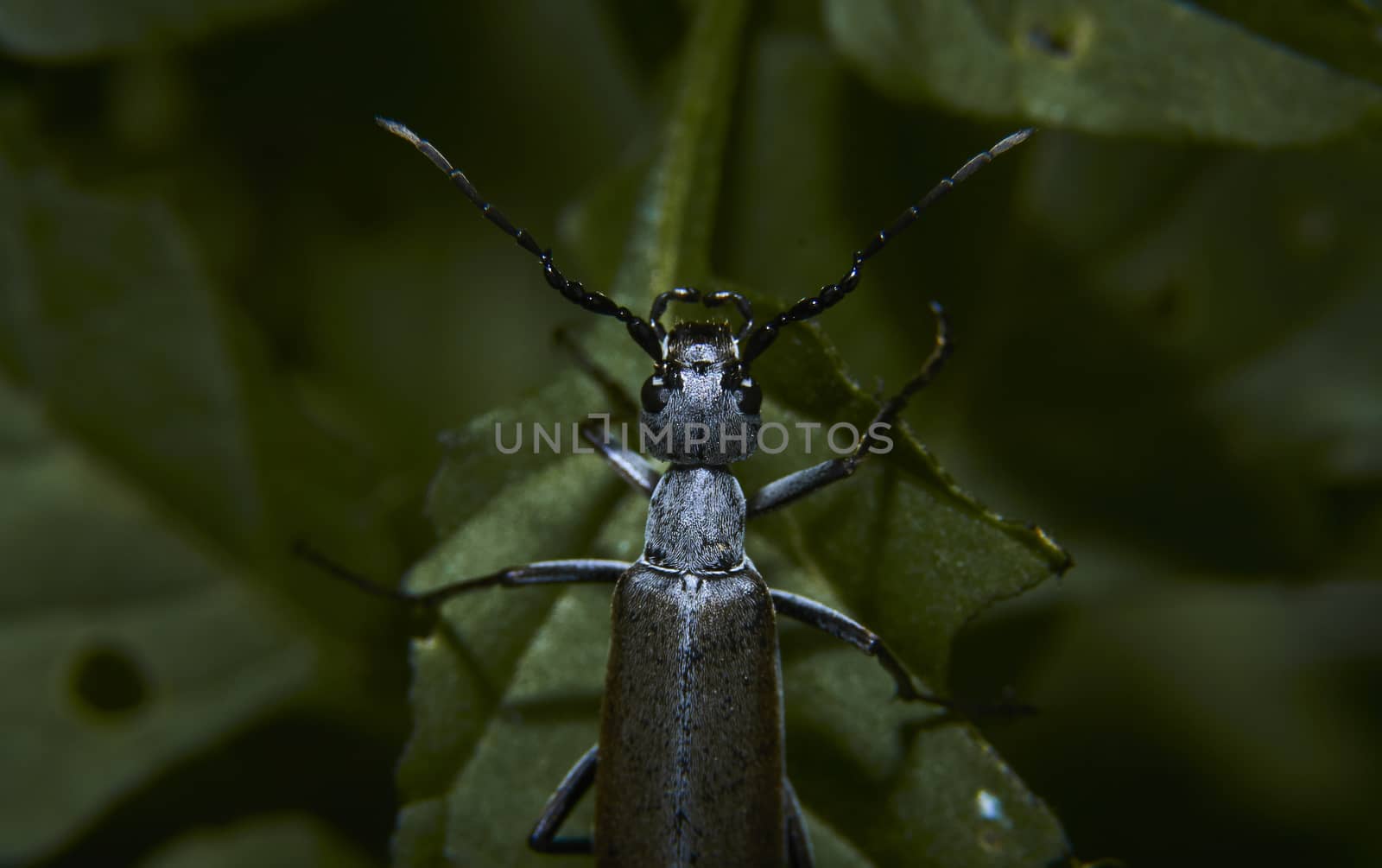 insect in nature takes macro with flowers at sunrise from the garden