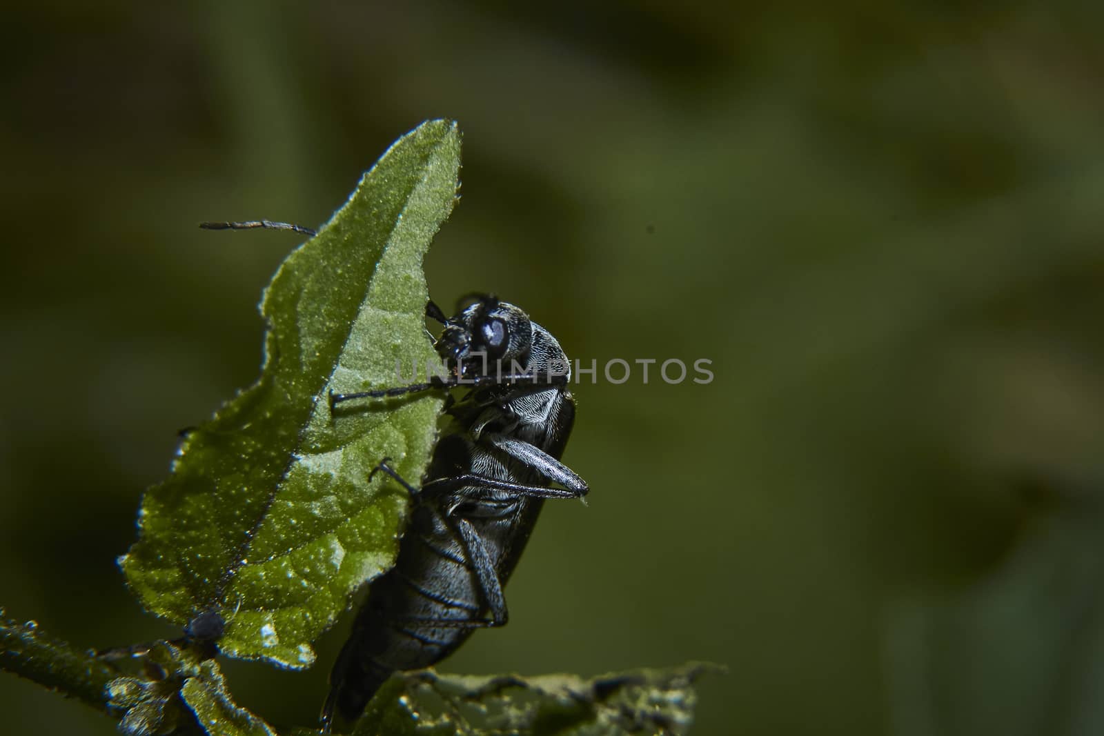 insect in nature takes macro with flowers at sunrise from the garden