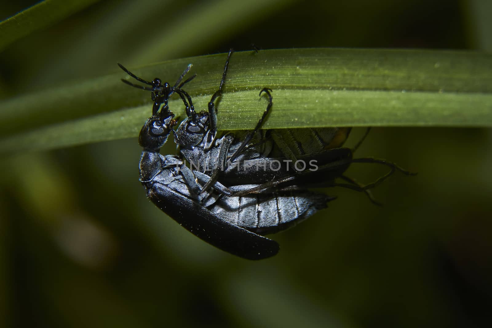 insect in nature takes macro with flowers at sunrise from the garden