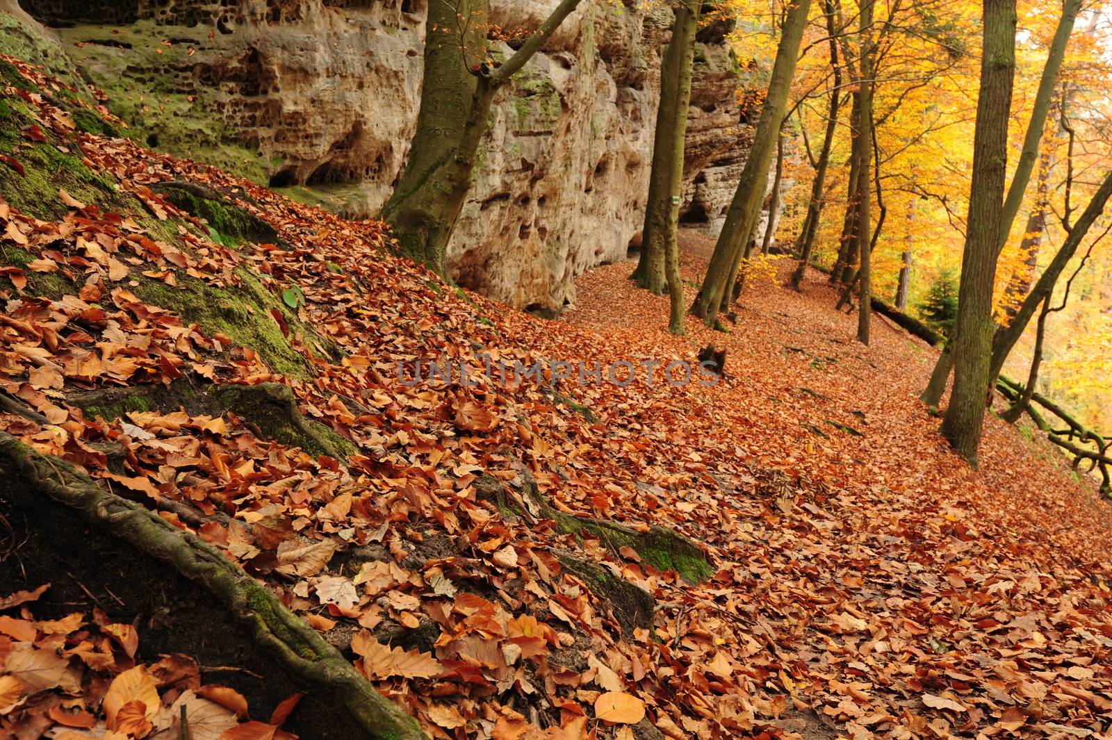 Beautiful autumn color forest with leaves and foliage