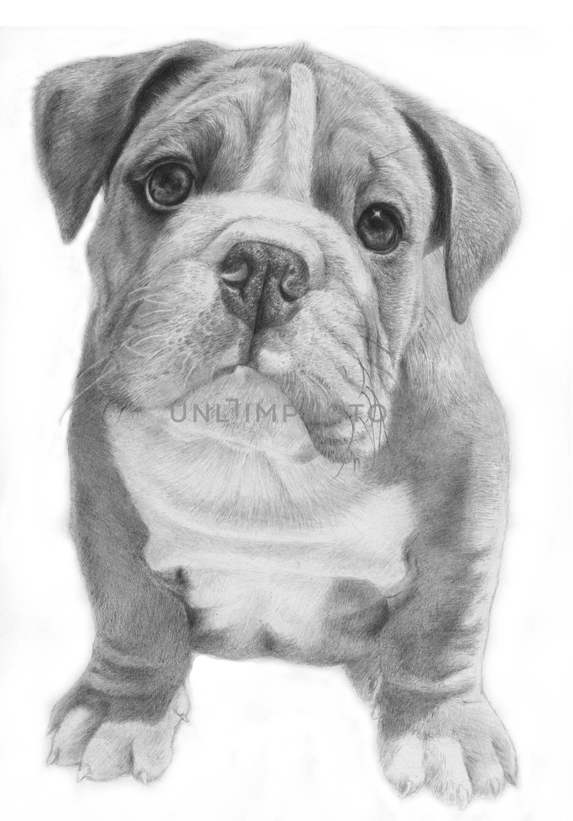 Cute bulldog hand-drawn illustration by Morphart