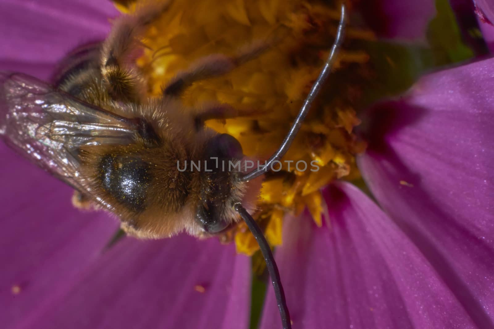 bee in flower by osvaldo_medina