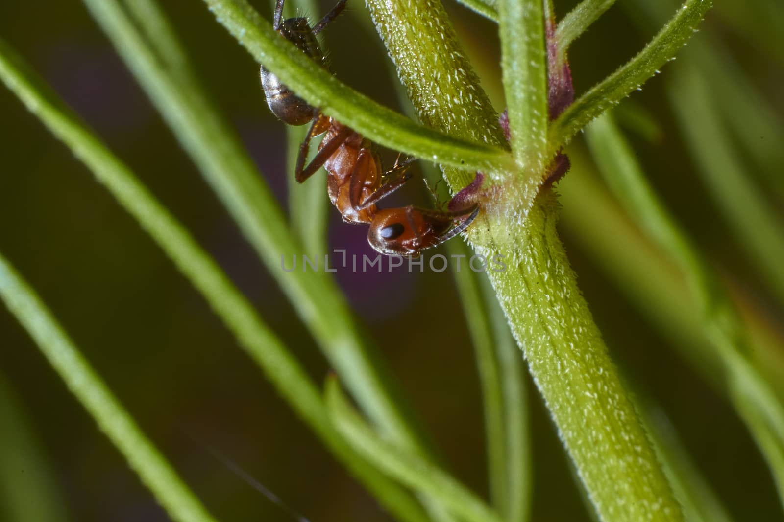 insect in nature takes macro with flowers at sunrise from the garden