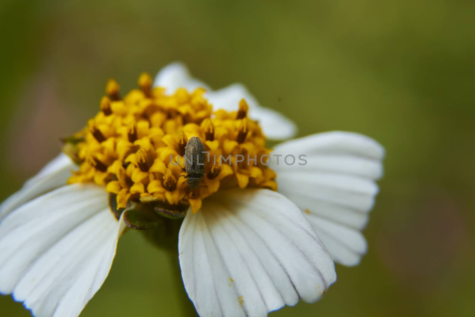 insect in nature takes macro with flowers at sunrise from the garden