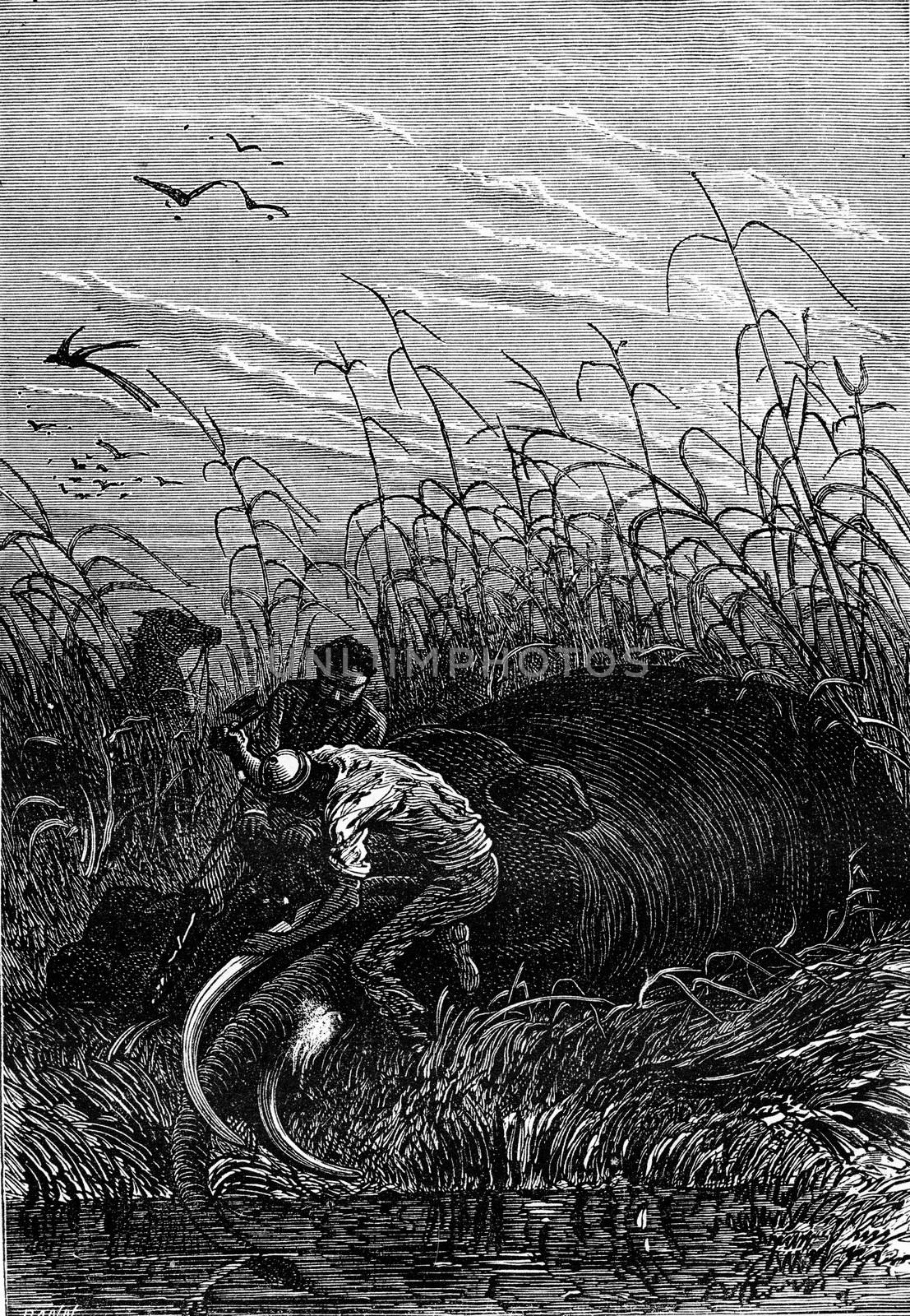 He cut the tusks, vintage engraved illustration. Jules Verne 3 Russian and 3 English, 1872.
