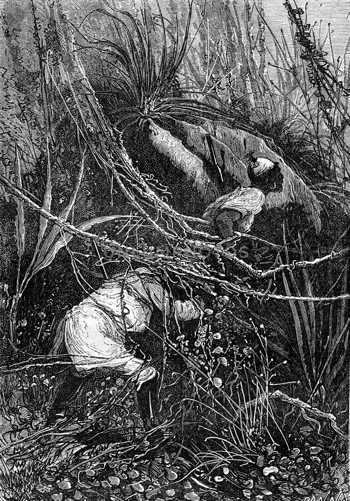Bushman and Sir John slipped under the bushes, vintage engraving by Morphart