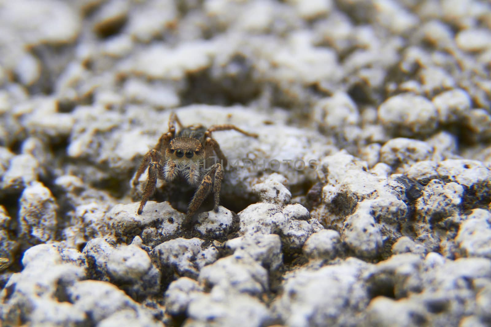 insect in nature takes macro with flowers at sunrise from the garden