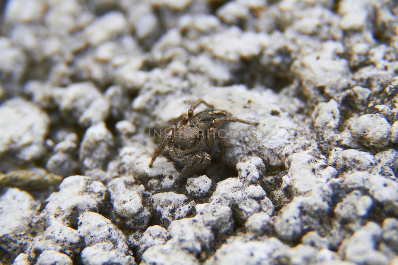 spider closeup by osvaldo_medina