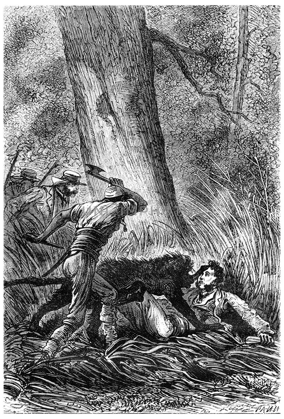 The Bushman ax in hand, vintage engraving. by Morphart