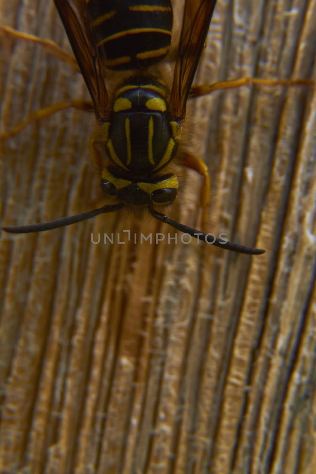 insect in nature takes macro with flowers at sunrise from the garden