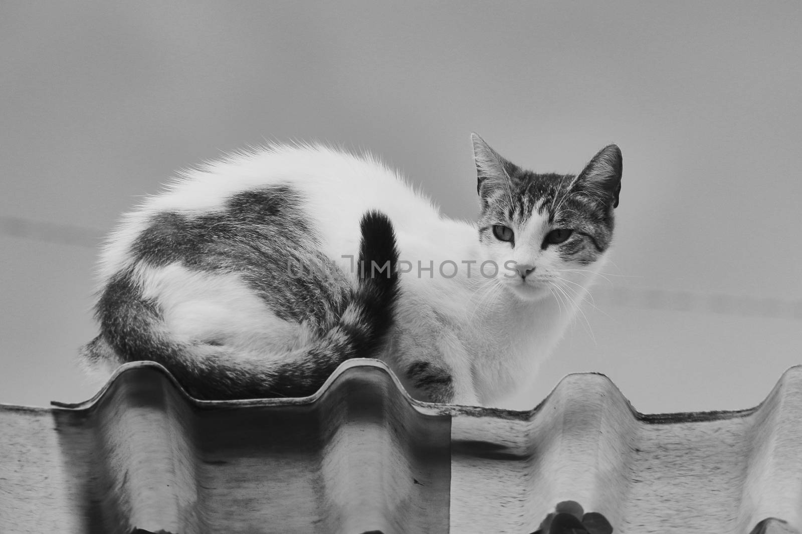 cat pet in color black and white