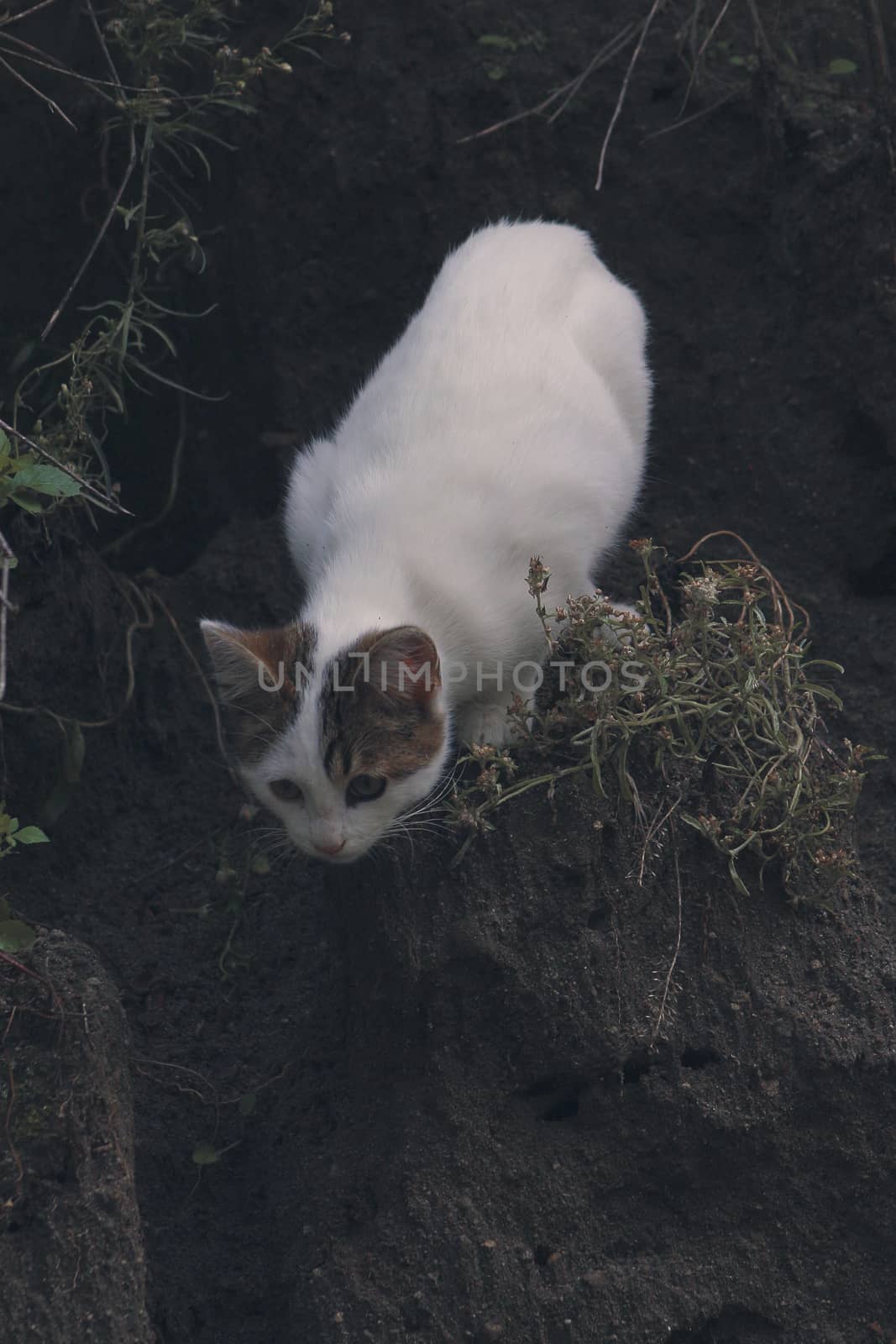 small black and white cat playing