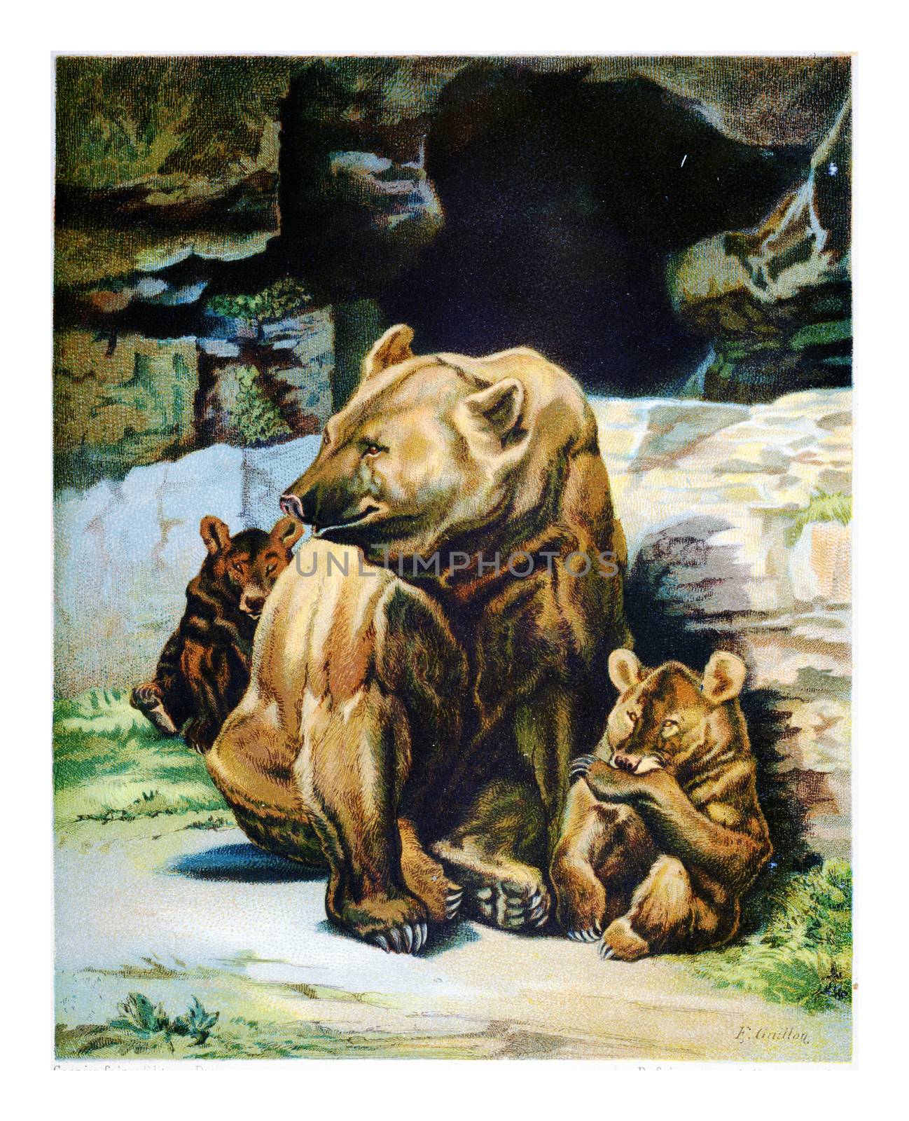 Mother bear with cubs, vintage engraved illustration. 