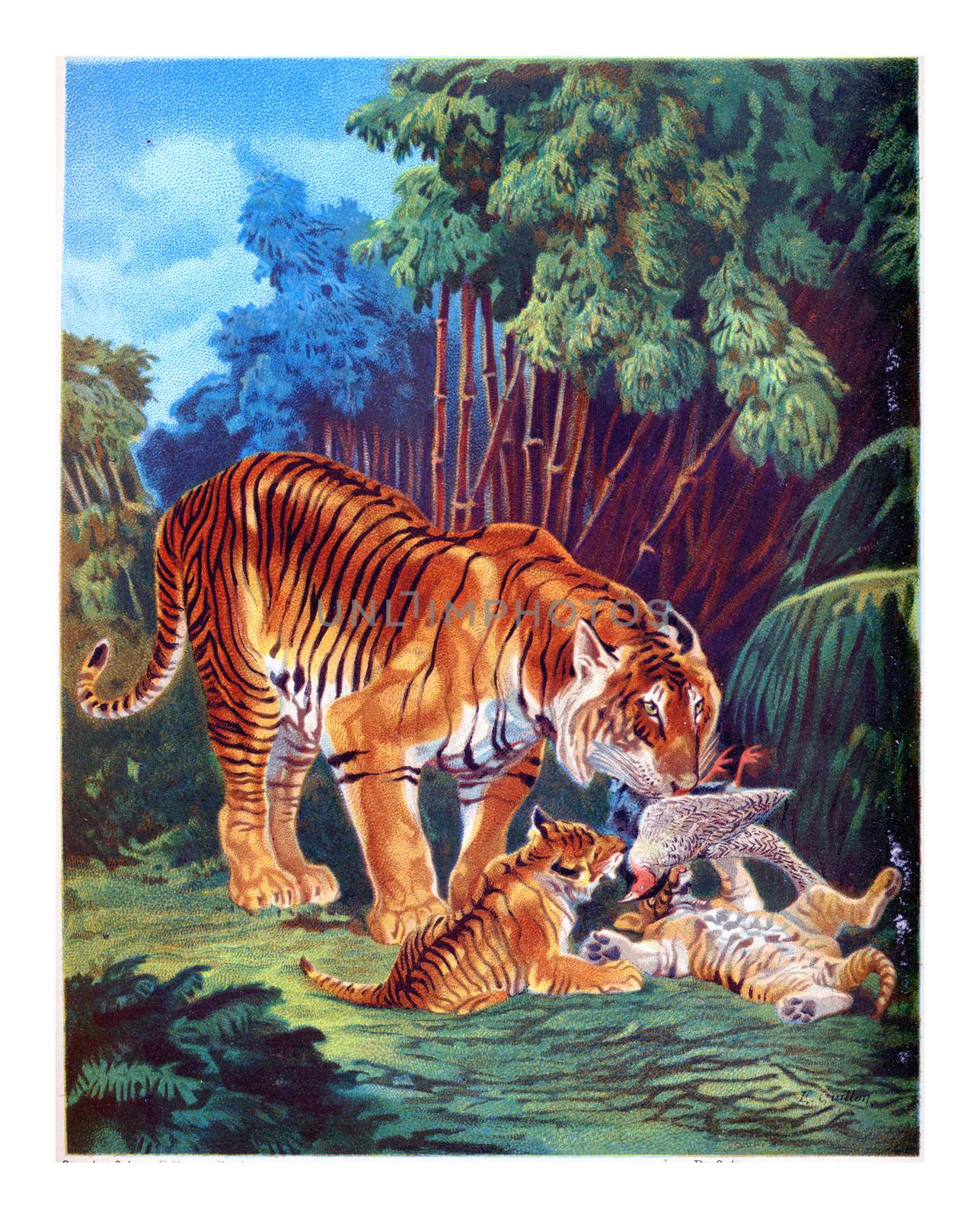 The Tiger with cubs eating its prey, vintage engraved illustration.