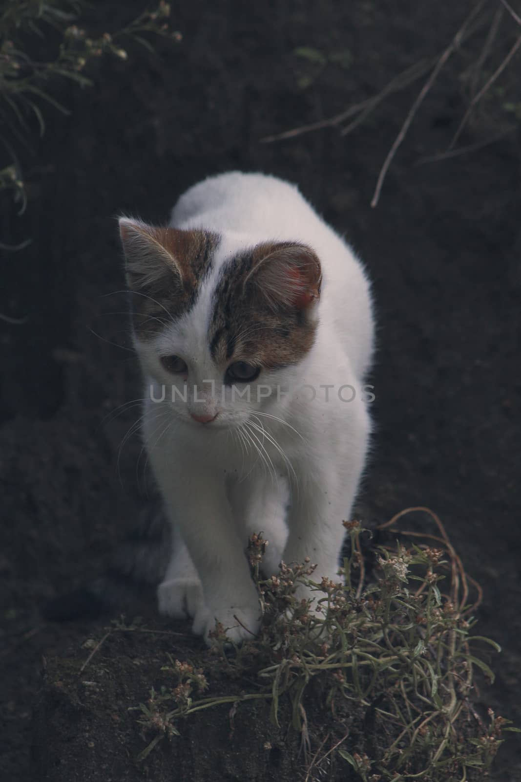 small black and white cat playing