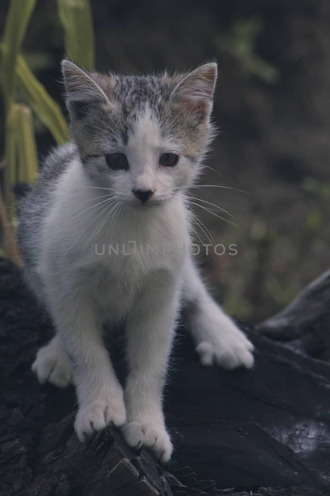 small black and white cat playing