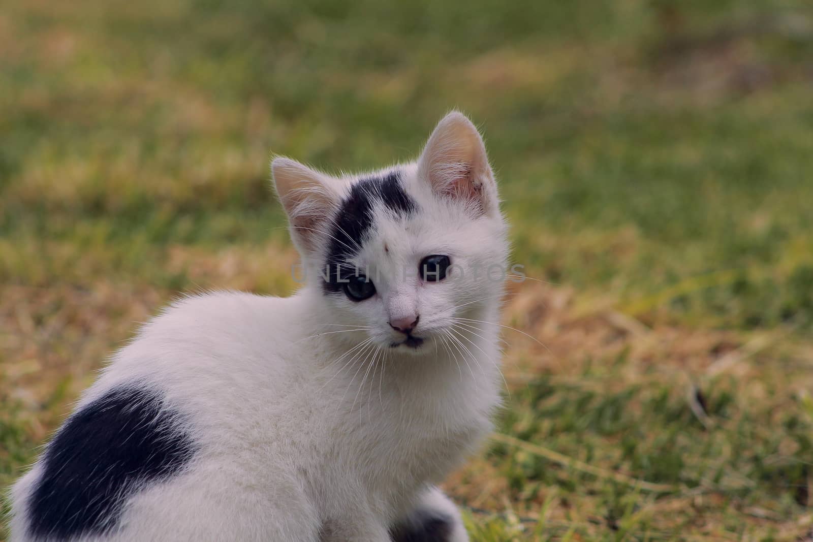 small black and white cat playing