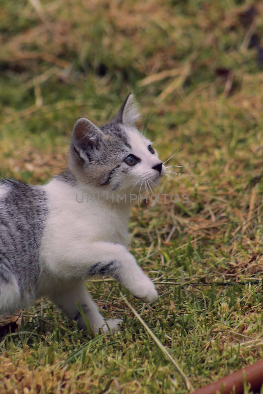 small black and white cat playing