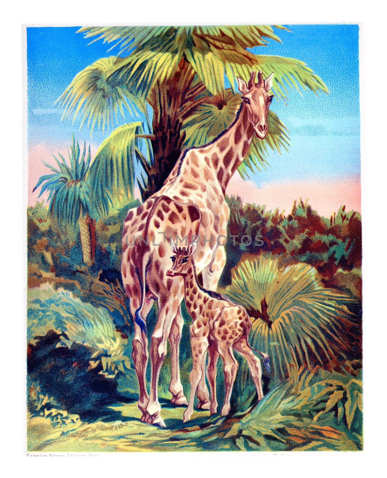 The Giraffe, vintage engraving. by Morphart