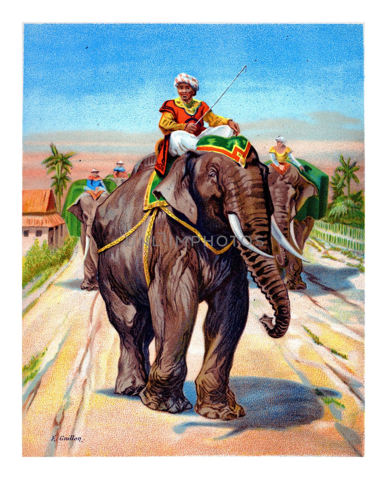 Animals, wild and domestic, Elephant, vintage engraved illustration.