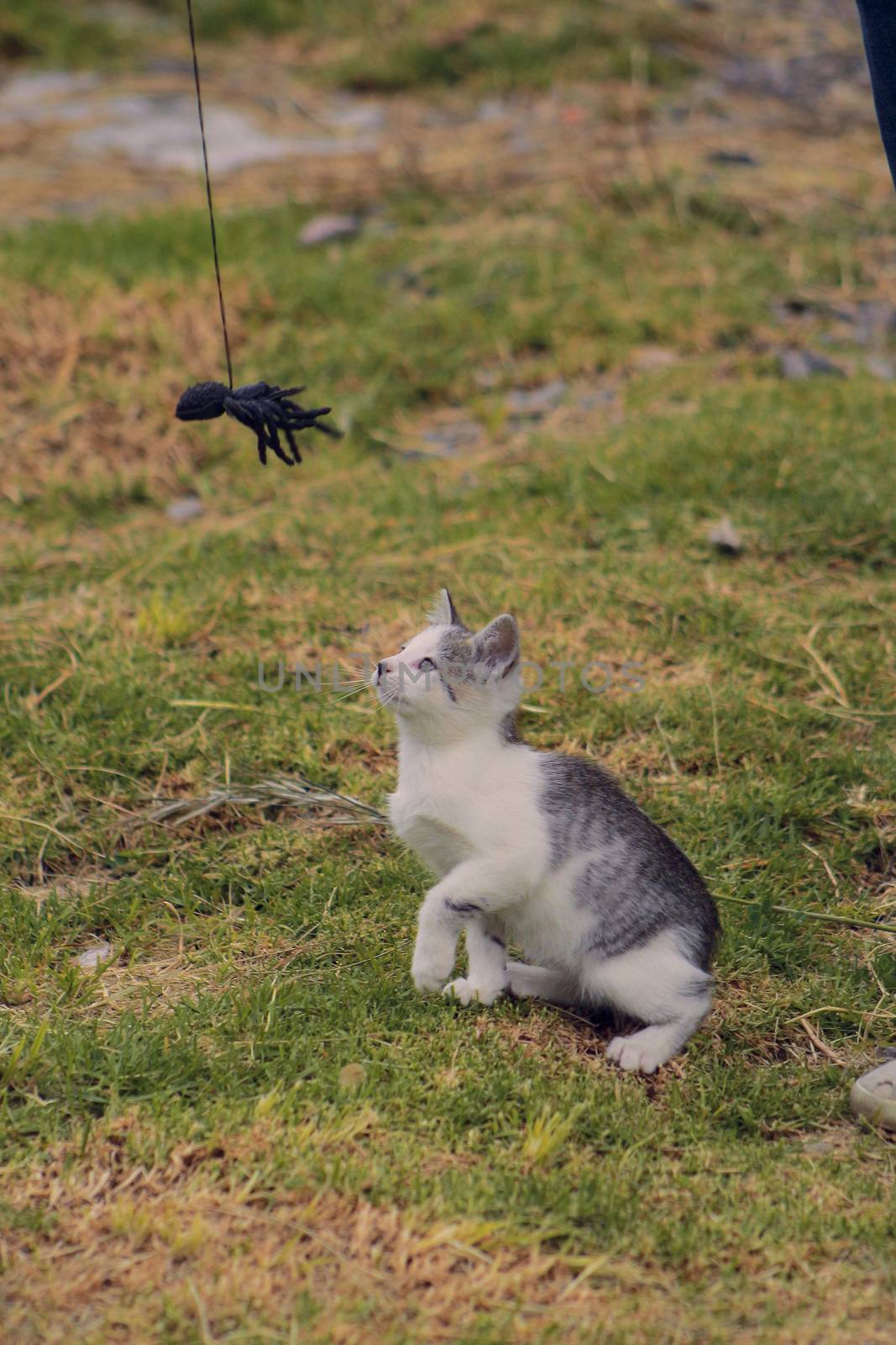 small black and white cat playing