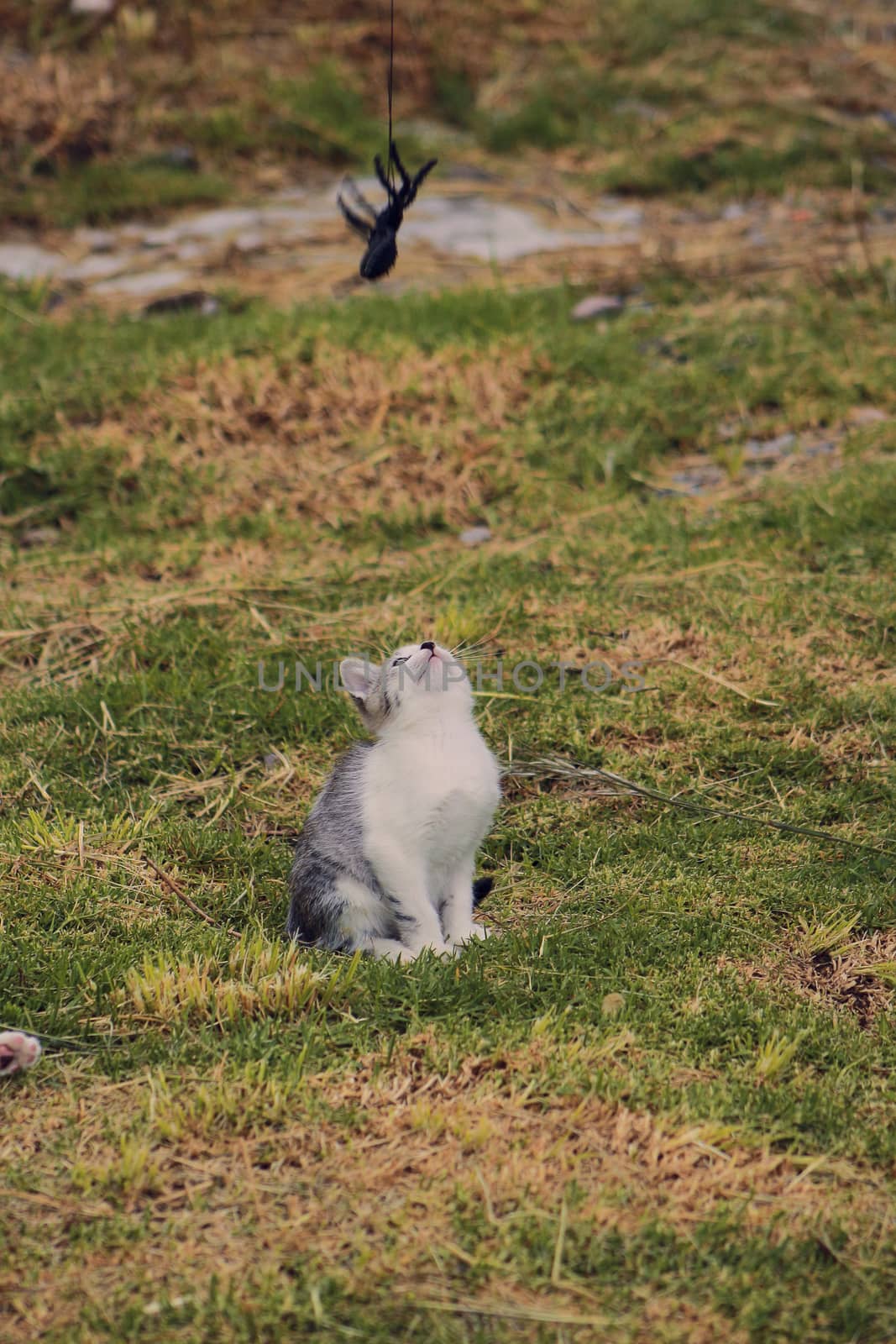 small cat by osvaldo_medina