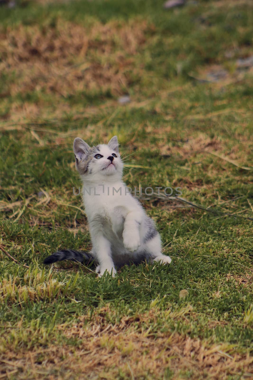 small black and white cat playing