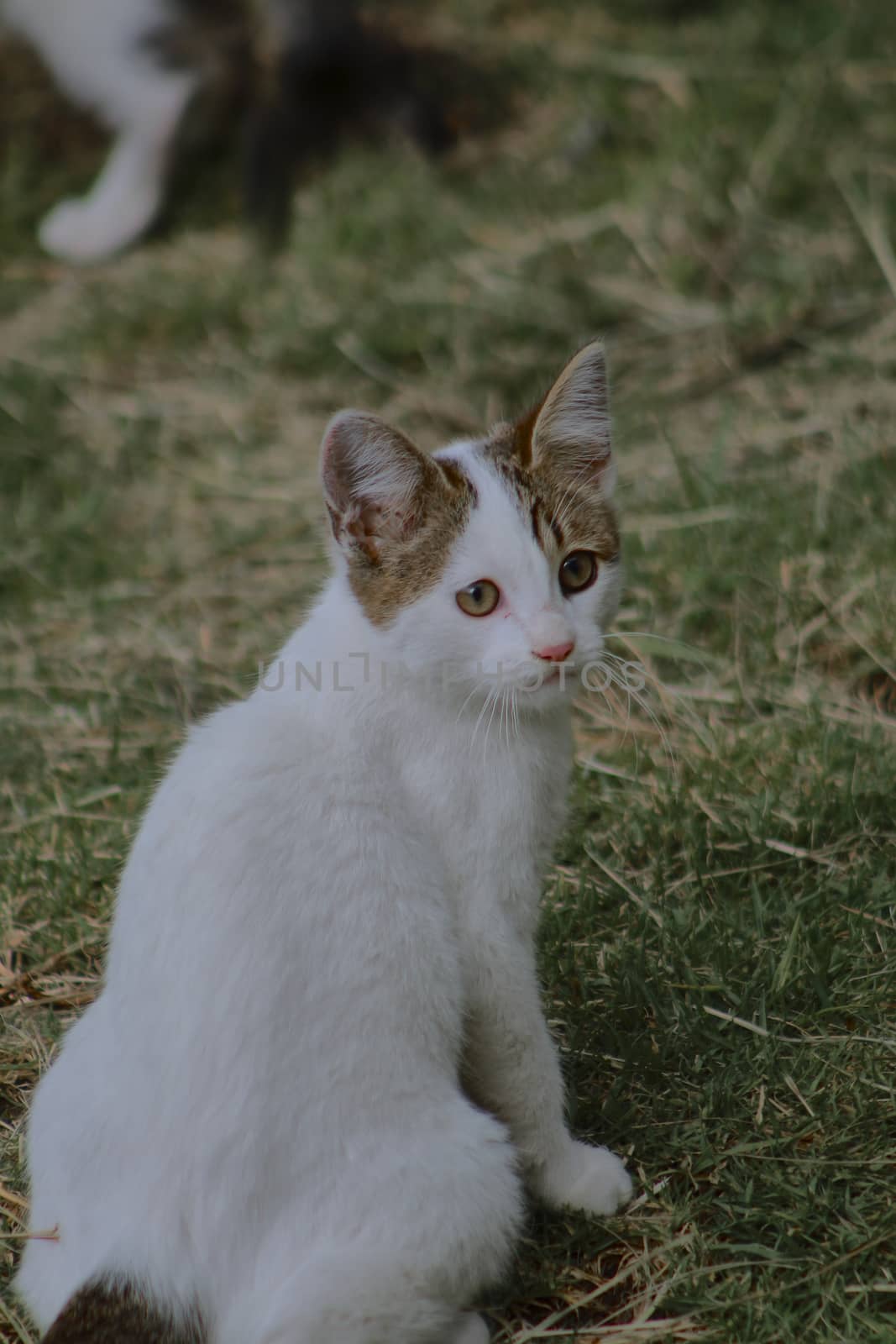 small black and white cat playing