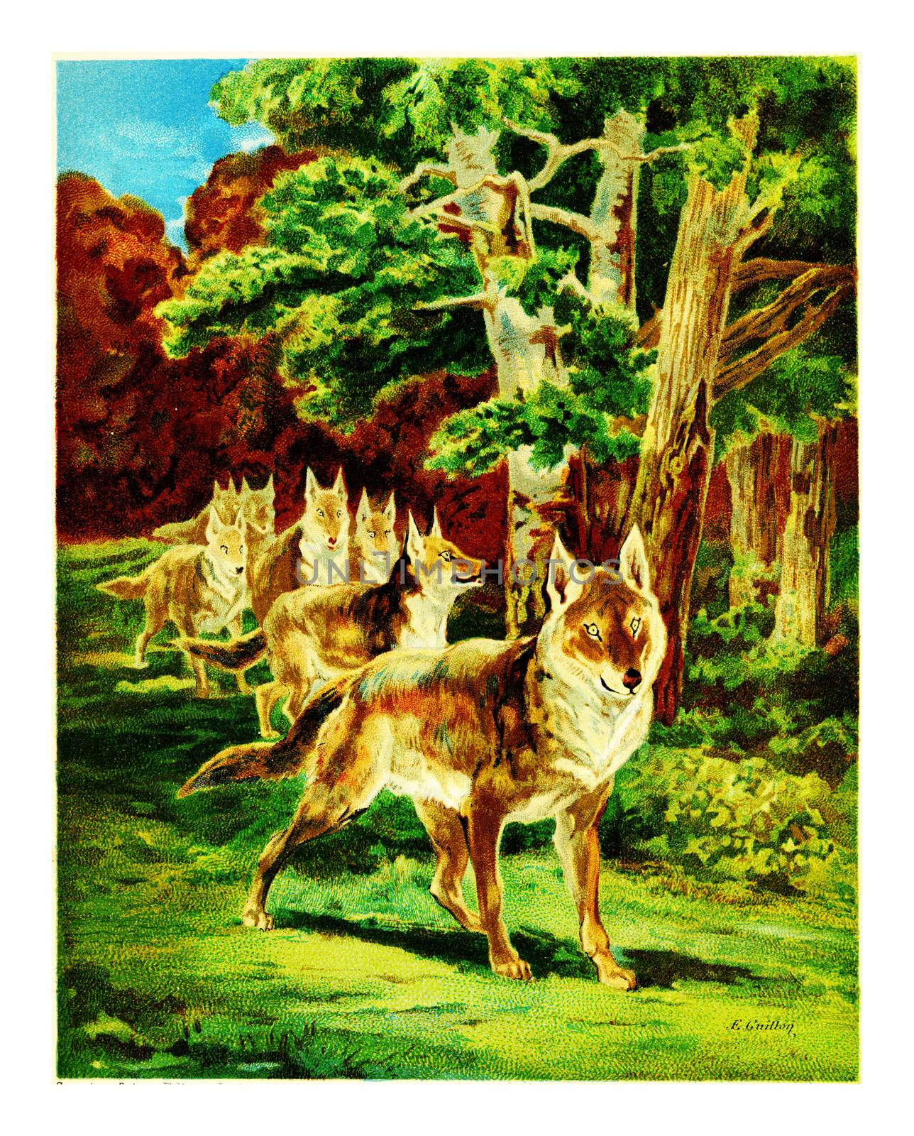 Wolves in forest, vintage engraved illustration.