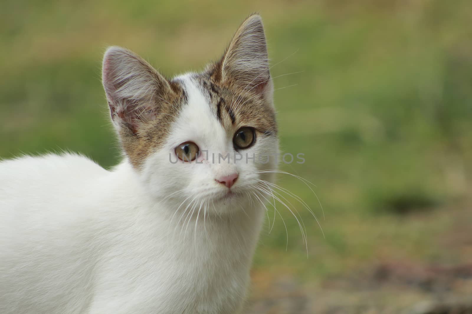 small cat by osvaldo_medina