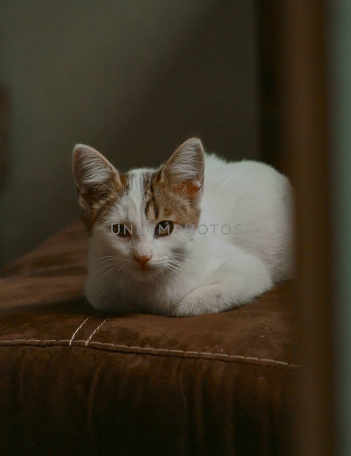 small black and white cat playing