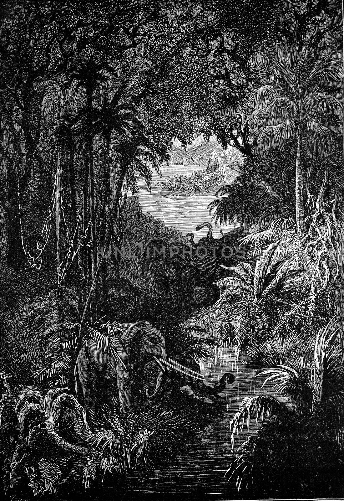 Wild and impenetrable forests, vintage engraved illustration. Earth before man – 1886.

