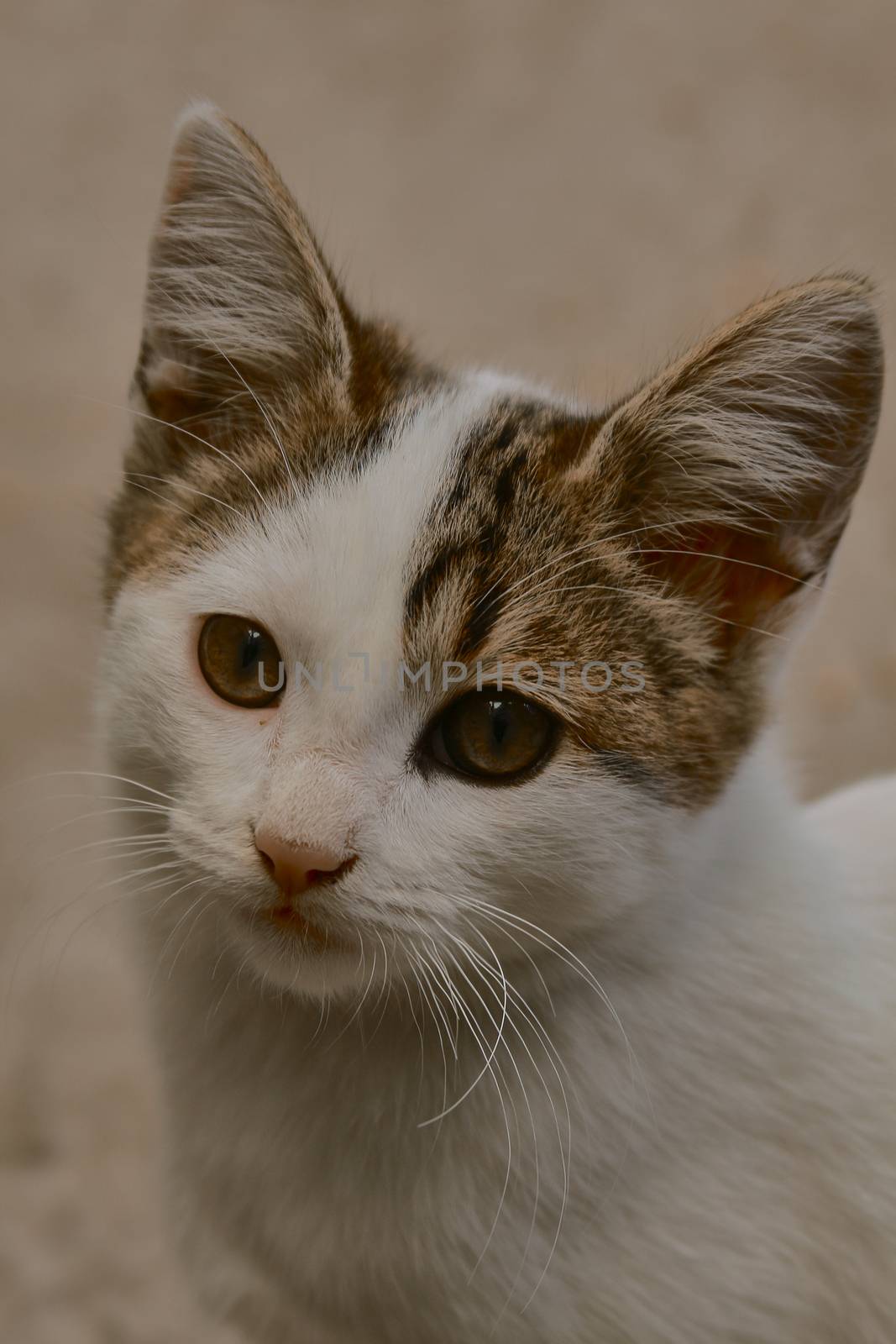 small black and white cat playing