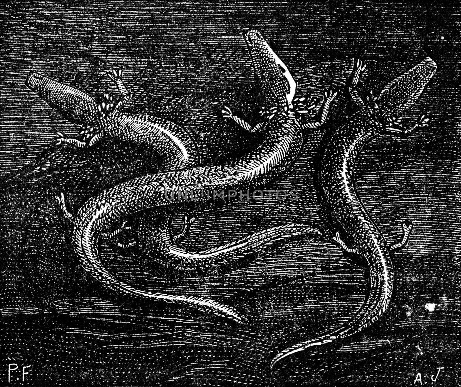 Example of processing the races and atrophy of organs, the blind-fish reptile caves of Carniola, vintage engraved illustration. Earth before man – 1886.
