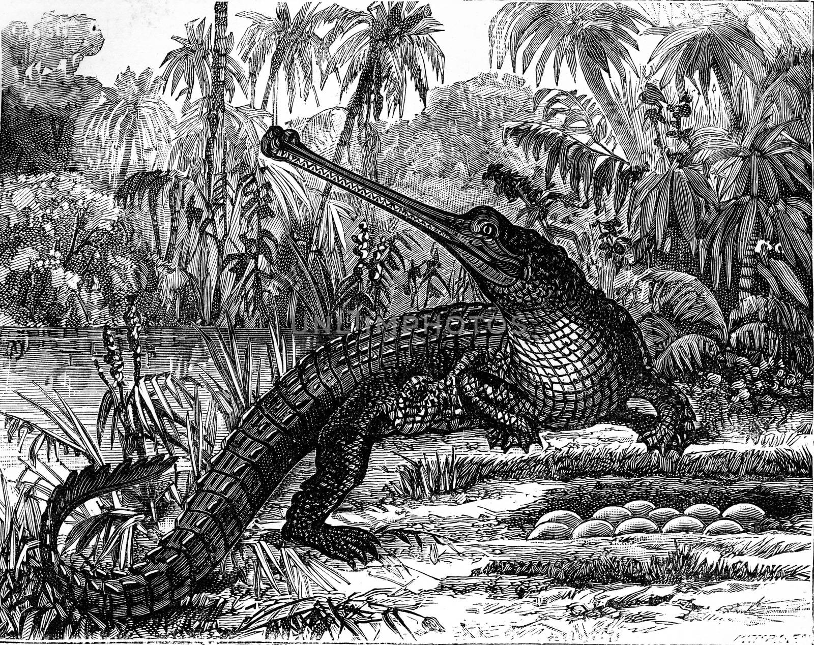 Viviparous generation comes from oviparous generation. Oviparous quadrupeds, Crocodiles and eggs, vintage engraved illustration. Earth before man – 1886.
