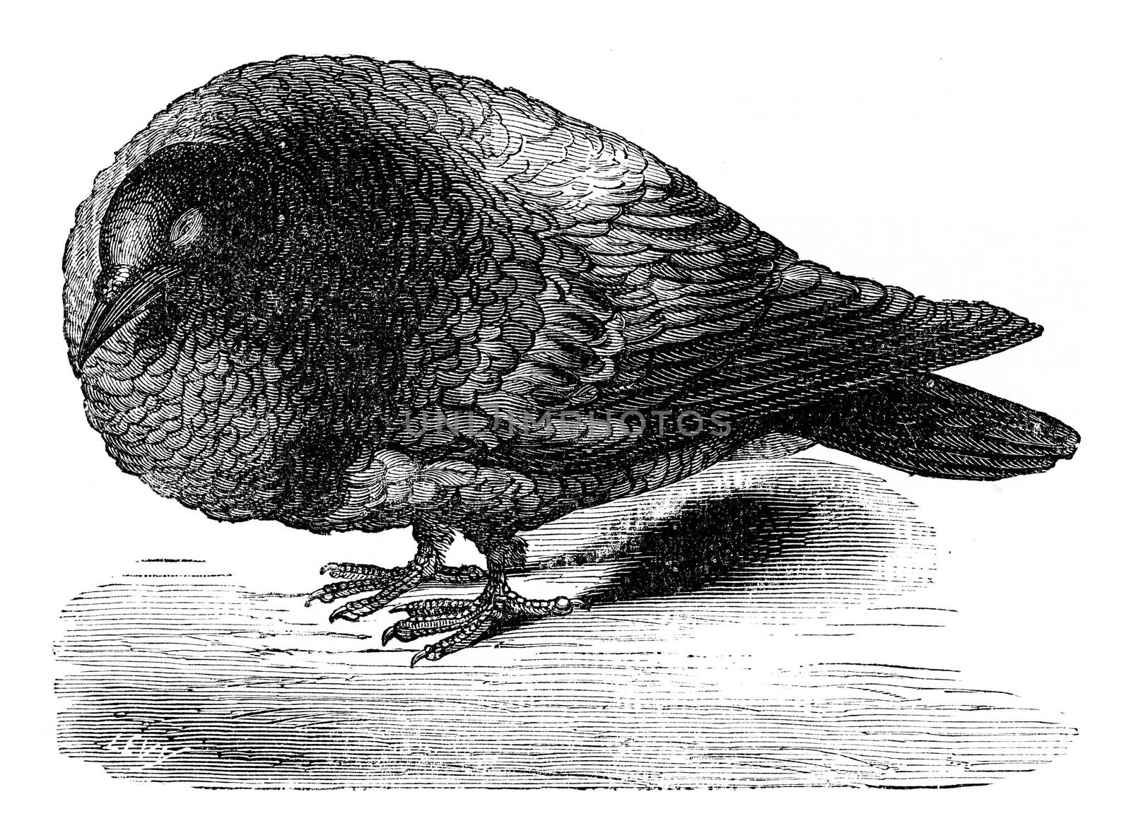 Pigeon after ablation of the cerebral lobes, vintage engraved illustration. Earth before man – 1886.
