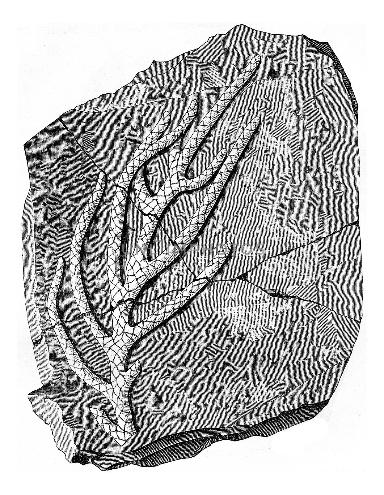 Issues organizations ancient seas, Brachyphyllum gracile, vintag by Morphart